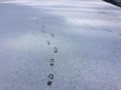 51604228_243588733241831_7173388252462710784_n